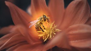 Превью обои пчела, цветок, макро, лепестки, насекомое