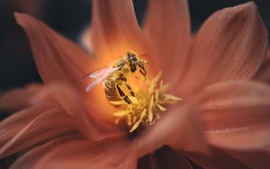 Превью обои пчела, цветок, макро, лепестки, насекомое