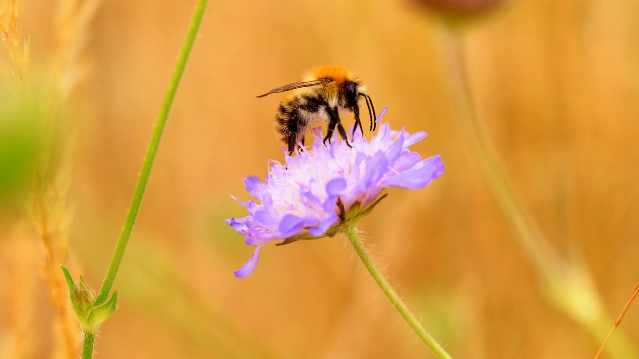Обои пчела, цветок, макро, лепестки, размытие