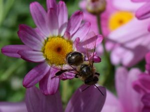Превью обои пчела, цветок, насекомое