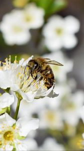 Превью обои пчела, цветок, насекомое, макро, размытие