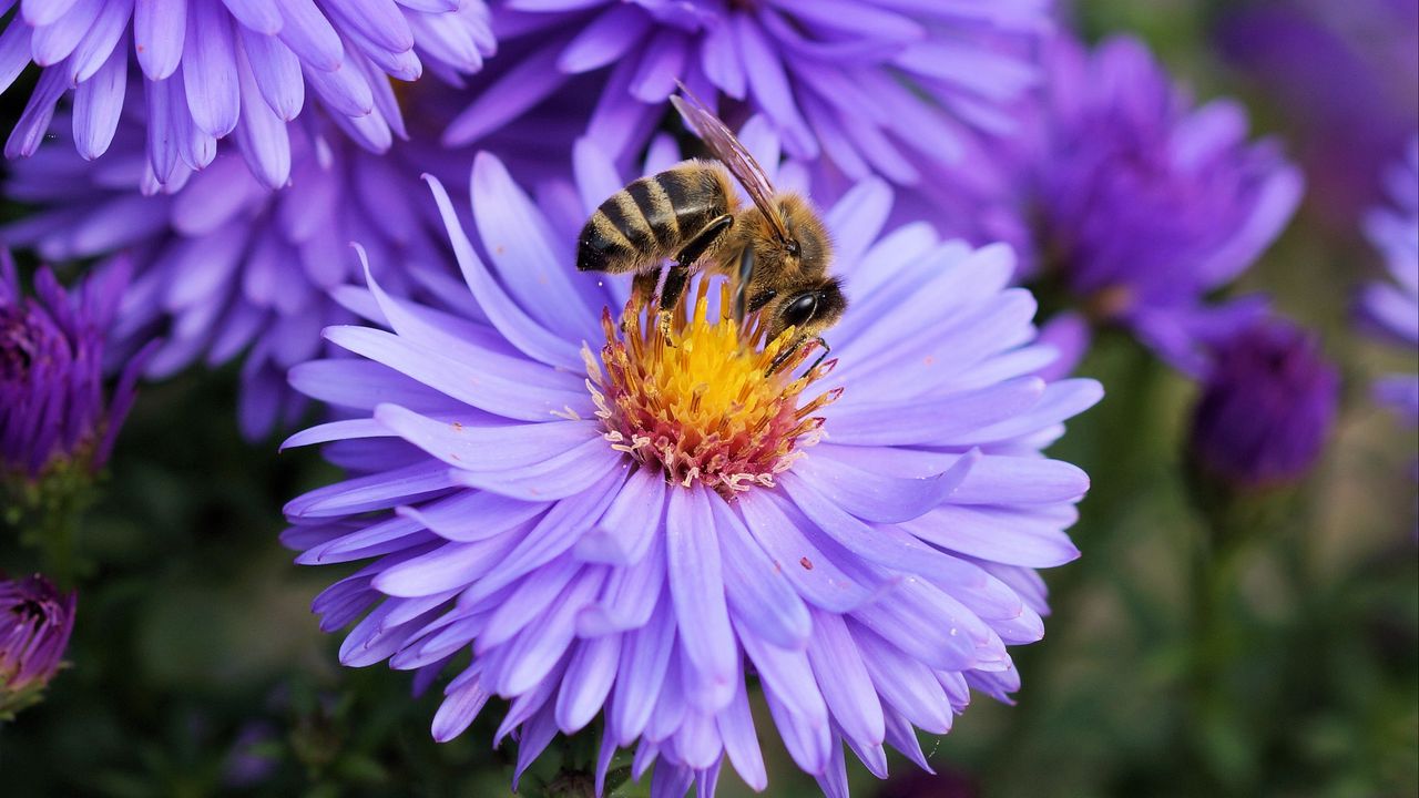 Обои пчела, цветок, опыление