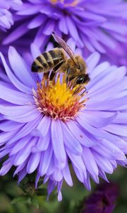 Превью обои пчела, цветок, опыление