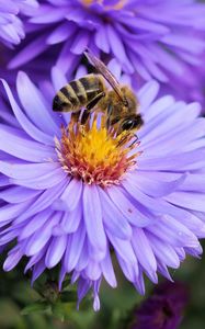 Превью обои пчела, цветок, опыление