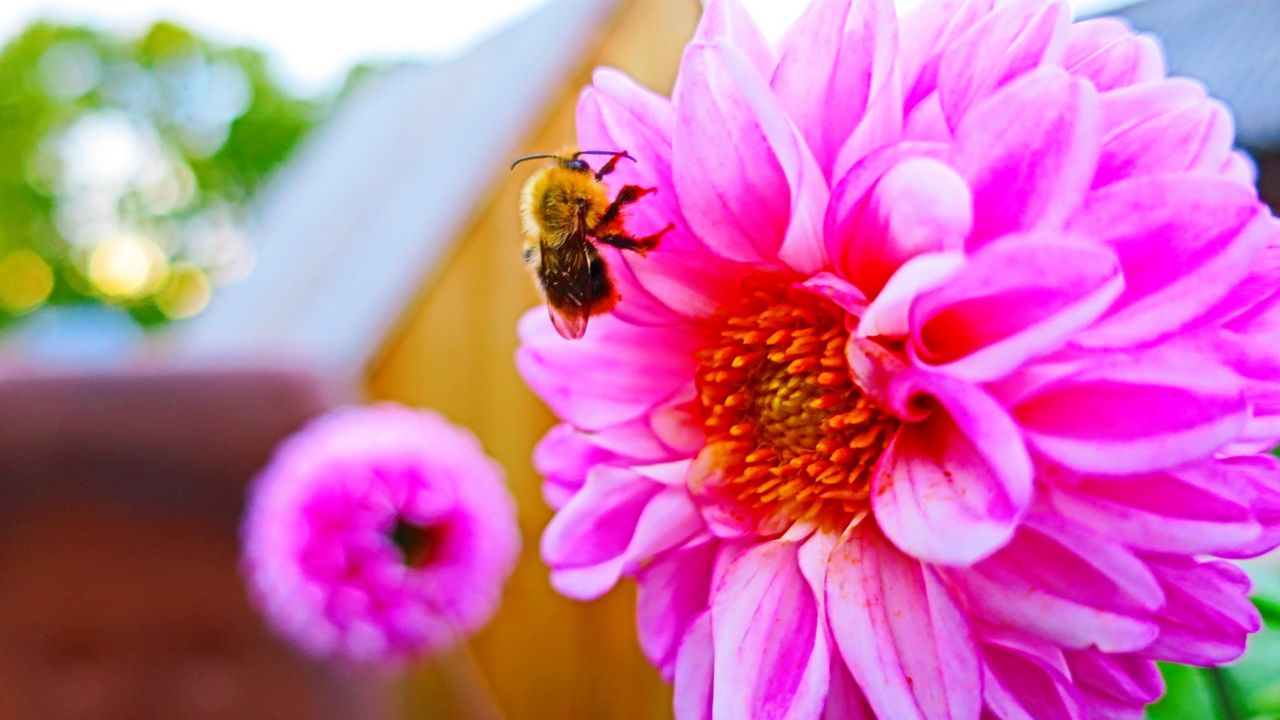 Обои пчела, цветок, опыление, яркий