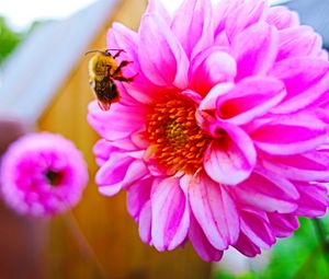 Превью обои пчела, цветок, опыление, яркий