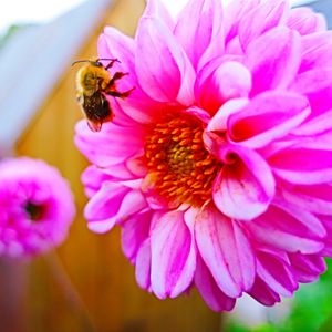 Превью обои пчела, цветок, опыление, яркий