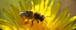 Превью обои пчела, цветок, опыление, одувапнчик