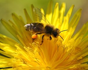 Превью обои пчела, цветок, опыление, одувапнчик