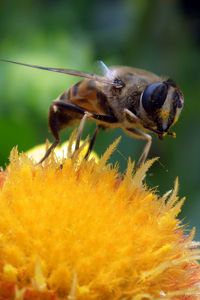 Превью обои пчела, цветок, опыление, крупным планом