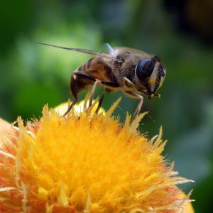 Превью обои пчела, цветок, опыление, крупным планом