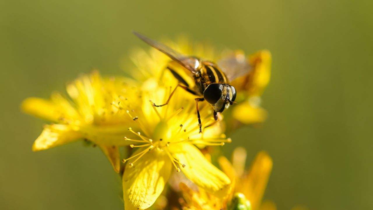 Обои пчела, цветок, опыление, желтый