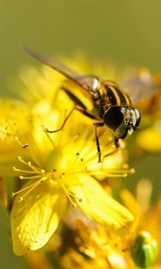 Превью обои пчела, цветок, опыление, желтый