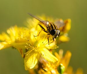Превью обои пчела, цветок, опыление, желтый