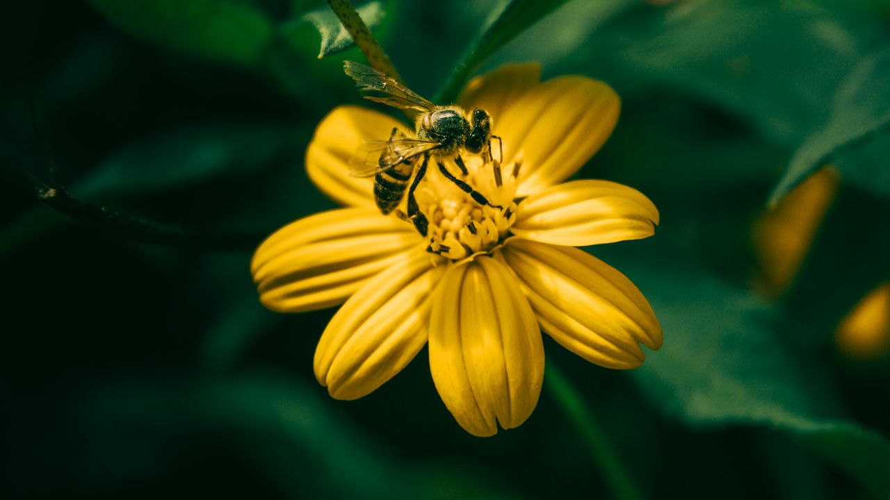 Обои пчела, цветок, опыление, желтый, размытость