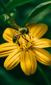 Превью обои пчела, цветок, опыление, желтый, размытость