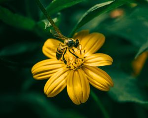 Превью обои пчела, цветок, опыление, желтый, размытость