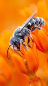 Превью обои пчела, цветок, опыление, пыльца, оранжевый