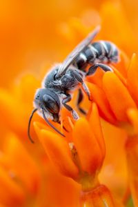 Превью обои пчела, цветок, опыление, пыльца, оранжевый