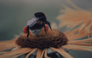 Превью обои пчела, цветок, опыление, насекомое, размытость