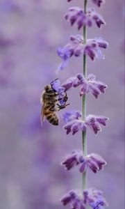 Превью обои пчела, цветок, опыление, насекомое, макро, сиреневый