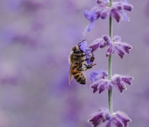 Превью обои пчела, цветок, опыление, насекомое, макро, сиреневый