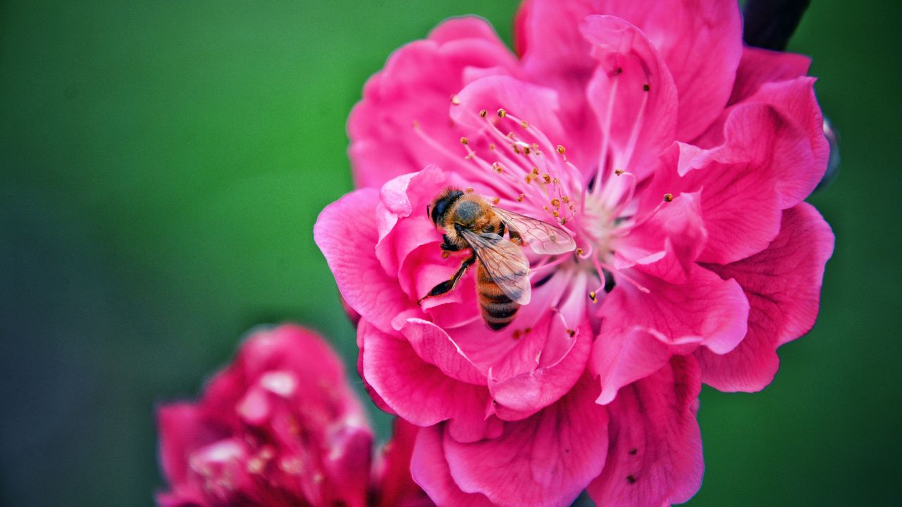 Обои пчела, цветок, опыление, розовый, макро