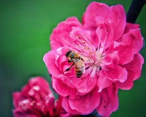 Превью обои пчела, цветок, опыление, розовый, макро