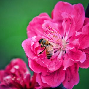 Превью обои пчела, цветок, опыление, розовый, макро