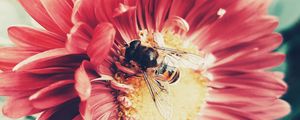 Превью обои пчела, цветок, опыление, насекомое, лепестки