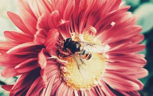 Превью обои пчела, цветок, опыление, насекомое, лепестки