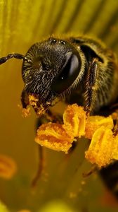 Превью обои пчела, цветок, опыление, насекомое