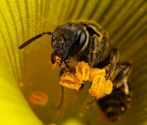 Превью обои пчела, цветок, опыление, насекомое