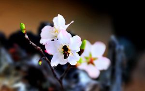 Превью обои пчела, цветок, опыление, цветение