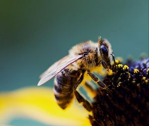 Превью обои пчела, цветок, опыление, пыльца