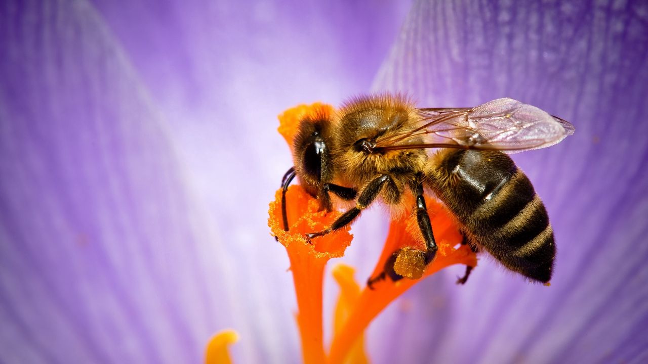 Обои пчела, цветок, опыление, лепестки