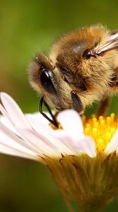 Превью обои пчела, цветок, опыление, крылья, насекомое, ромашка