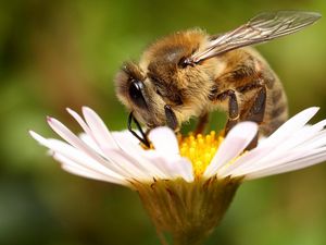Превью обои пчела, цветок, опыление, крылья, насекомое, ромашка