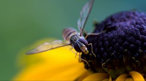 Превью обои пчела, цветок, опыление, лепестки