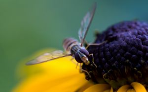 Превью обои пчела, цветок, опыление, лепестки