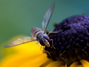 Превью обои пчела, цветок, опыление, лепестки