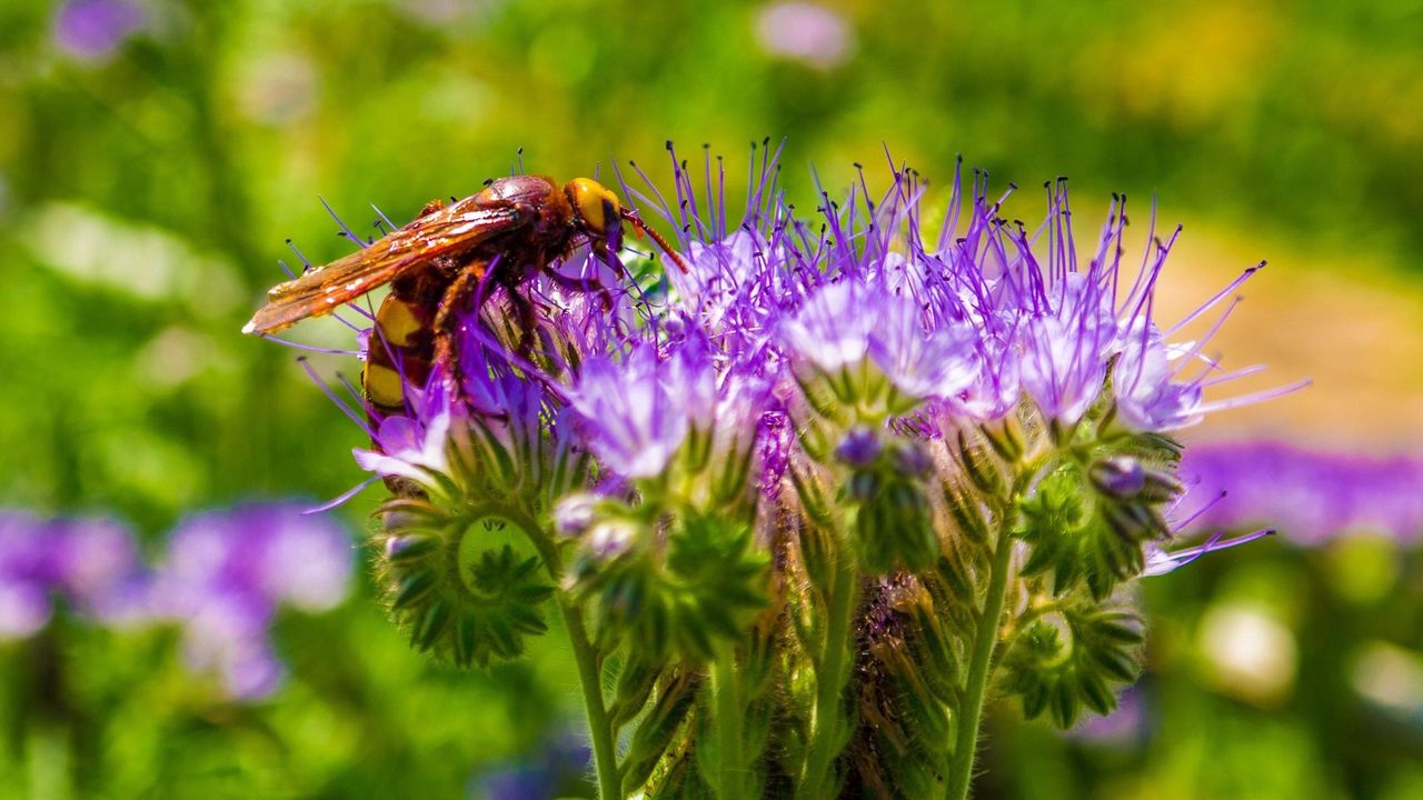 Обои пчела, цветок, опыление, стебель