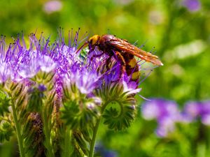 Превью обои пчела, цветок, опыление, растение, бутон