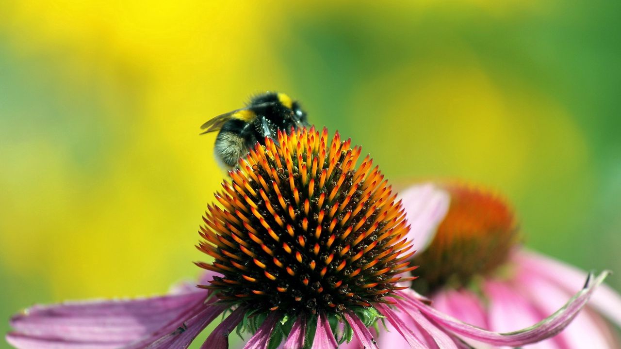 Обои пчела, цветок, опыление