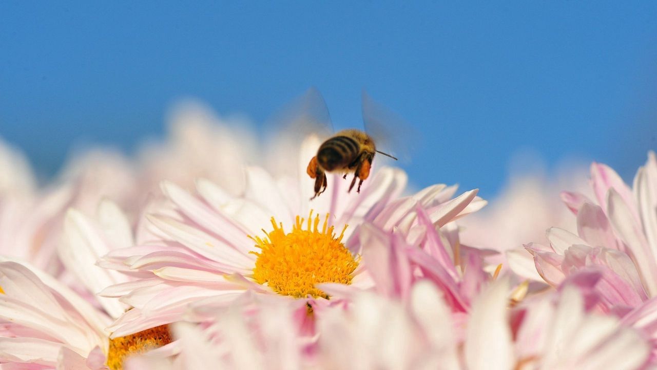 Обои пчела, цветок, опыление, полет, насекомое