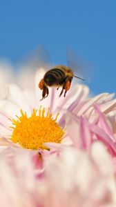 Превью обои пчела, цветок, опыление, полет, насекомое