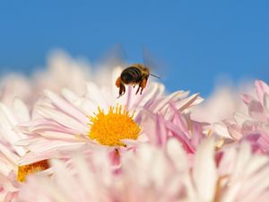 Превью обои пчела, цветок, опыление, полет, насекомое
