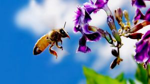 Превью обои пчела, цветок, полет, опыление