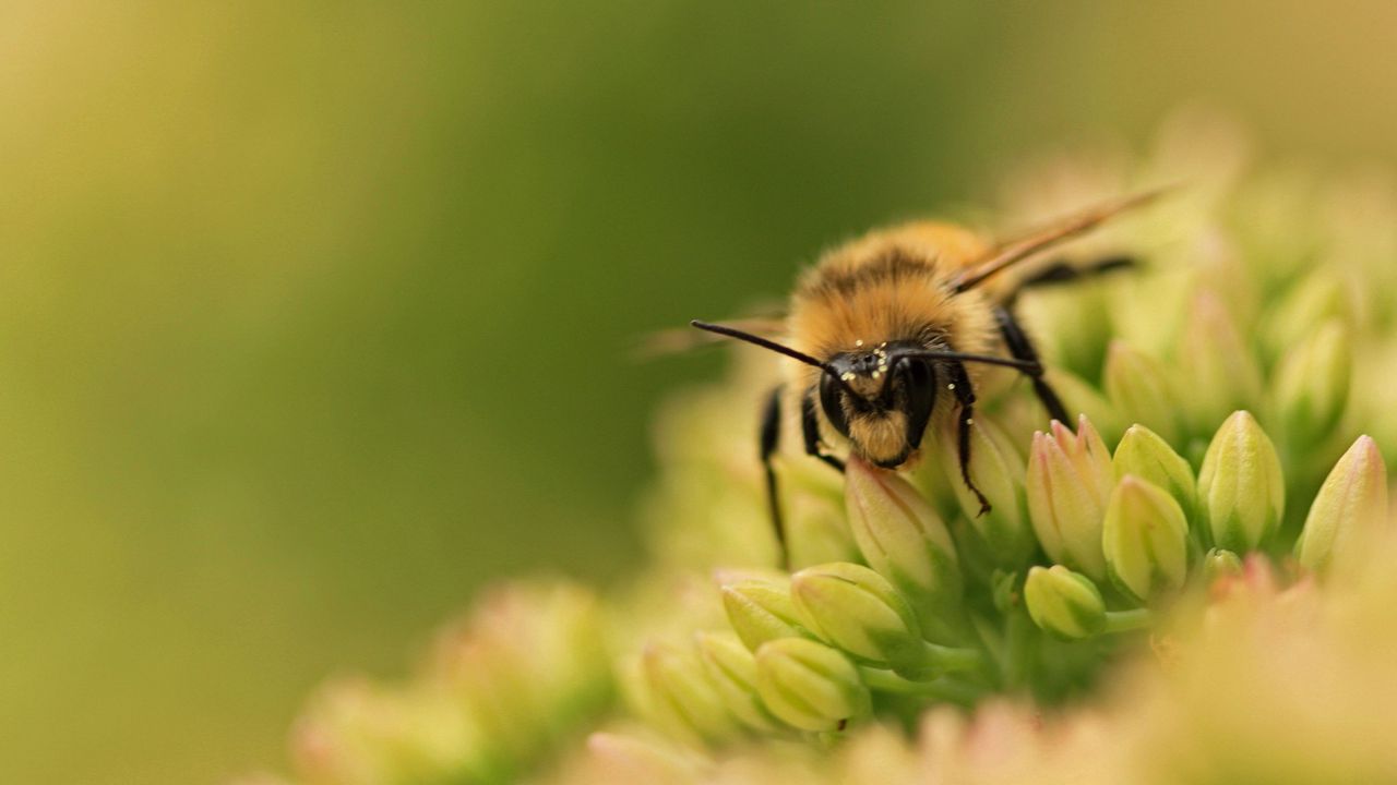 Обои пчела, цветок, поверхность, трава, зеленый