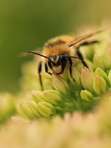 Превью обои пчела, цветок, поверхность, трава, зеленый